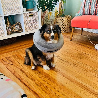 Collerette chien gonflable sur un chien assis dans le salon
