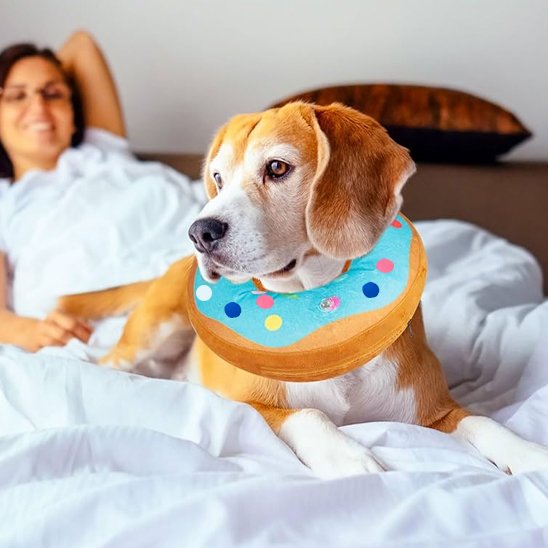 Collerette chien style donut bleu