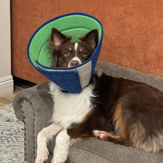 collerette chien sur un berger australien