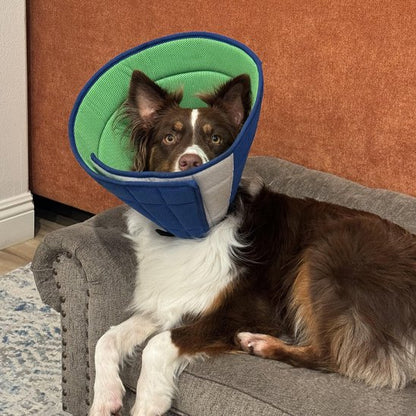 collerette chien sur un berger australien