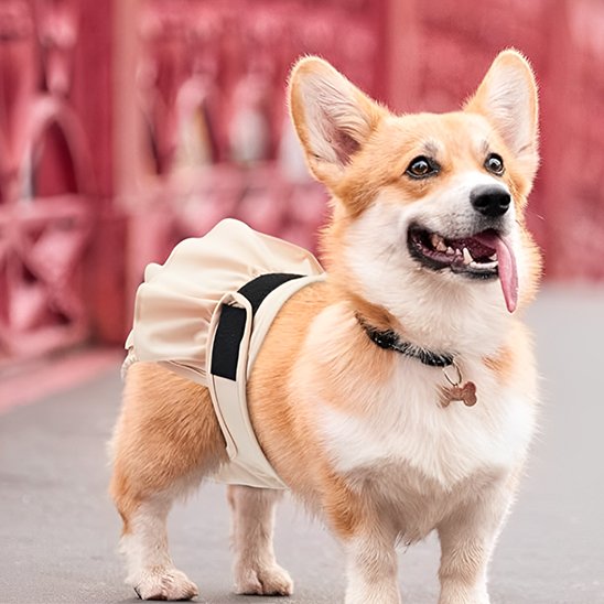 Culotte chien couleur beige