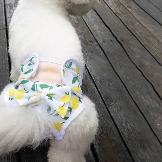 Culotte chien couleur jaune et blanc