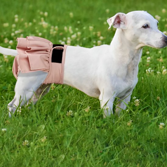Culotte chien couleur rose