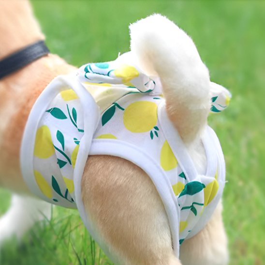 Culotte chien motif à citron jaune et blanche