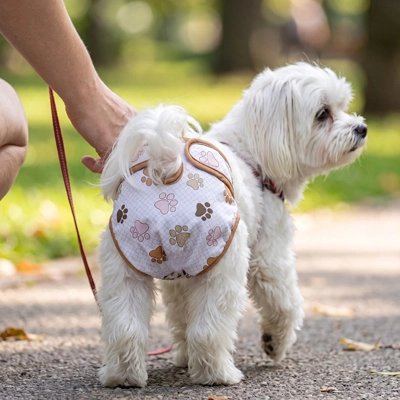 Culotte pour chien​ ultra absorbante
