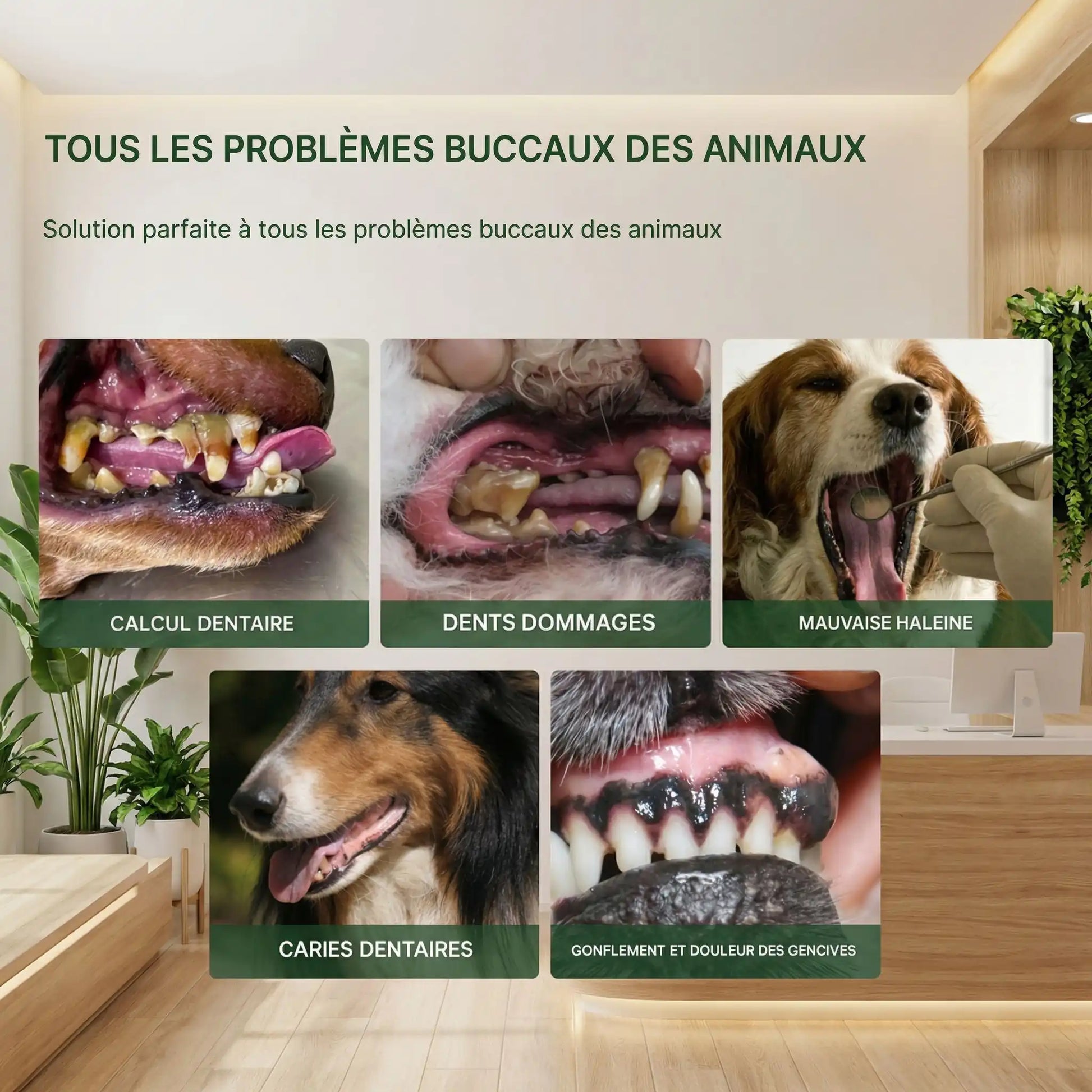 dentifrice chien une solution pour tous probleme dentaire