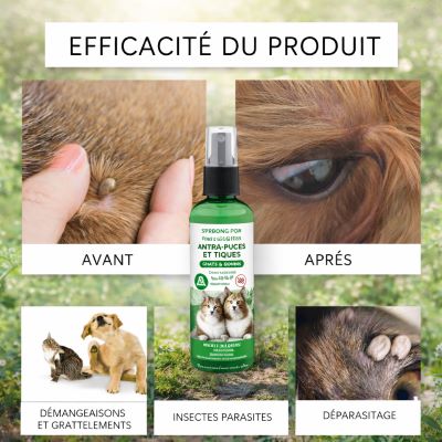 efficacite-du-spray-anti-puces-et-tiques-chien