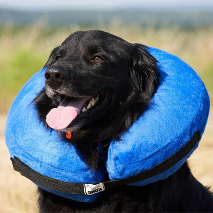 Labrador noir joue dehors avec une Collerette chien gonflable 
