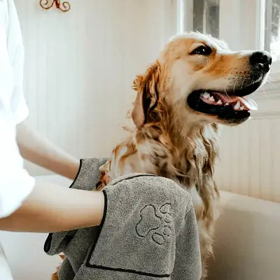 maitre essuie son chien avec une serviette pour toilettage chien