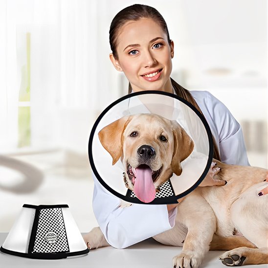 maitresse caresse son labrador qui porte une Collerette chien 