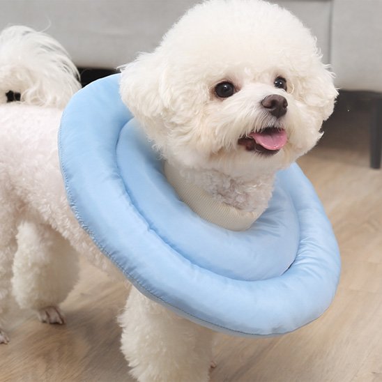 petit chien blanc portant une Collerette chien 