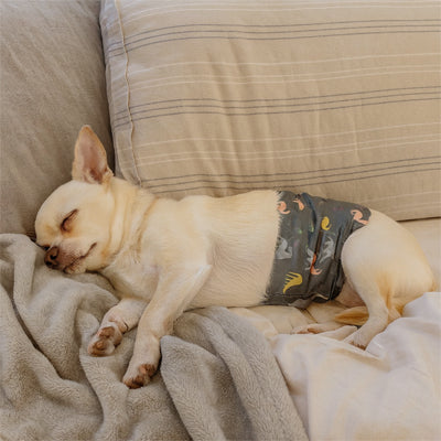 petit chien dort paisiblement avec une couche pour chien