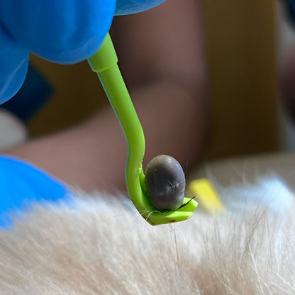 Pince à tique courbé du style crochet 