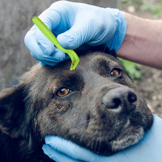 Pince à tique ergonomique