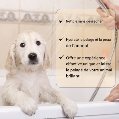 shampooing pour chien et es bienfaits