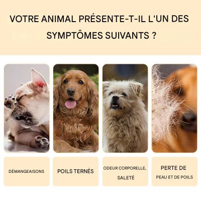 shampooing pour chien soulage plusieurs symptomes