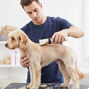 Tondeuse à chien pour toute type de poil 